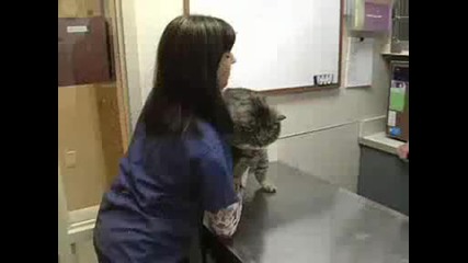 Какво Сладко Пълничко Котенце!!