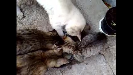 Котка се храни с лапа