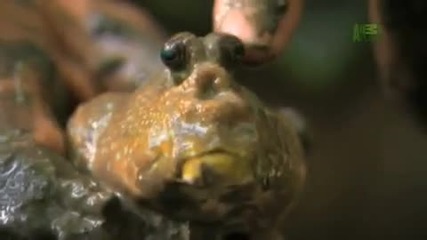 Corwins Quest - Mangrove Mudskipper 