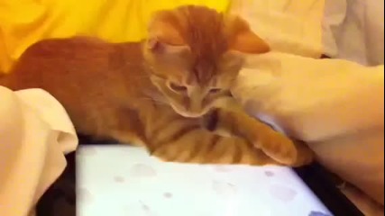 Я да видим това коте ще хване ли мишката