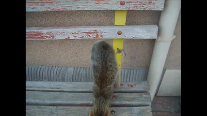 най-най-най-сладкото котенце в светаааааааа