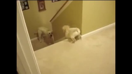Разликата между кучета и котки ,когато учат малките си да слизат по стълбите , смях