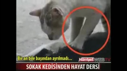 Hero cat tries to revive her mate - incredible animal video