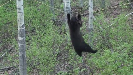 Вижте какво може тази мечка - много смях