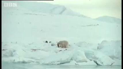 Полярна мечка на лов за тюлени
