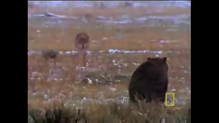 National Geographic - мечки срещу вълци борба за прехрана 