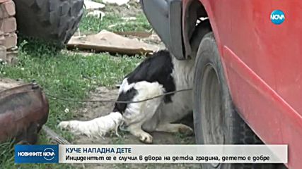 Домашно куче нахапа дете в двора на детска градина