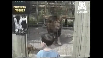 Лъв маркира малко дете по лицето .