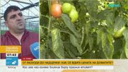 От оранжерията до щанда: Защо доматите са все по-скъпи?