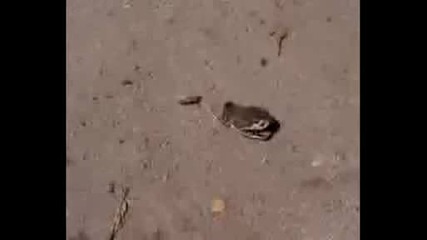 глава на змия атакува
