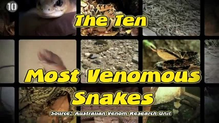 10 Most Venomous Snakes