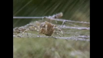 Spiders On Drugs