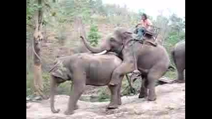 Туристка Става Свидетел От Близо На Секс между слонове Дзъма 