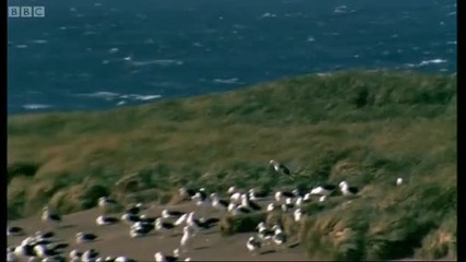Worlds largest Albatross colony - Blue Planet - Bbc 