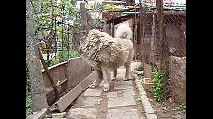 кавказка овчарка