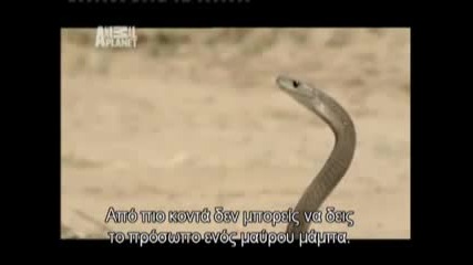 Austin Stevens Vs Black Mamba