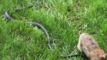 Заек в битка със змия за да спаси малкото си