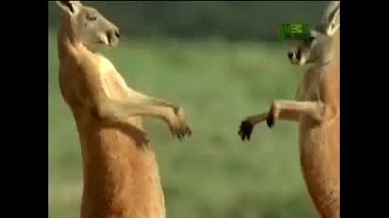 Kangaroo Goes Berzerk