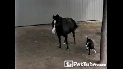 Goat Rides Bucking Bronco