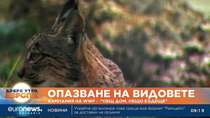 Около 100 мечки са били убити през последните години у нас, обяви природозащитник