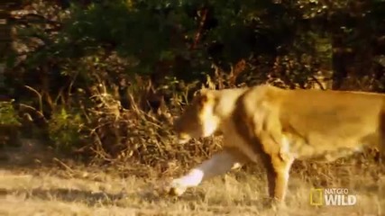 Бързотичатщи Лъвове изследва се всеки етап от тяхната скорост, докато при преследването на плячката