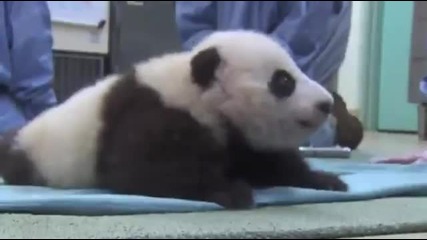 Панда прави първите си стъпки!
