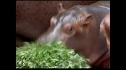 Мексикански зоопарк се увеличи с един член - бебе хипопотам