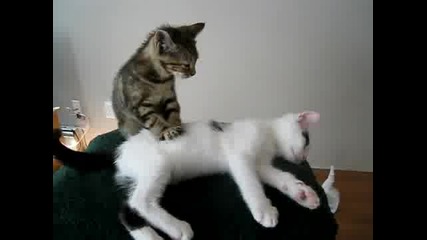 Котешки масаж