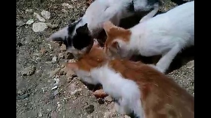 Гладни малки котенца се хранят