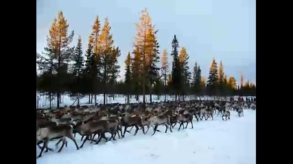 Много елени в Шведска Лапландия