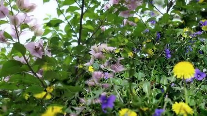 Jesse Cook - Spring Dance