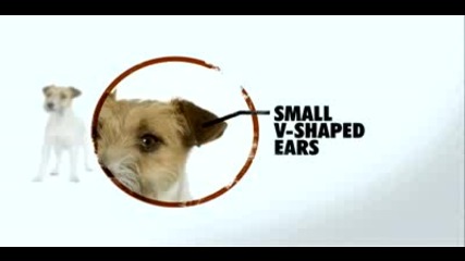 Jack Russell