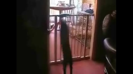 cat 3