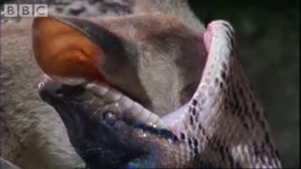 Attenborough Fully Grown Python eating a Deer - Life in Cold Blood - Bbc wildlife 