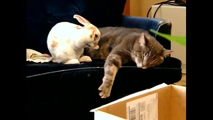 Зайче търси нежност при котка