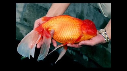 World biggest animals 