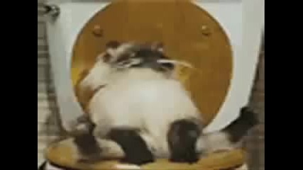 Забавни котки-2 част