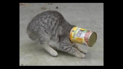 Cat.flv