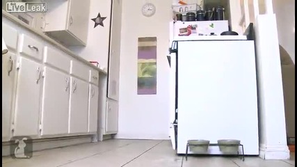Куче графитър прави поразия в кухнята
