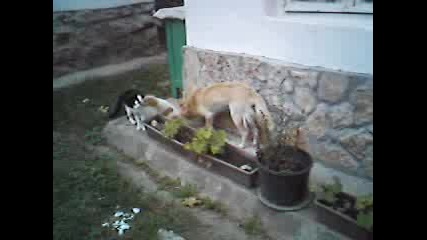 Sleeping And Plying Doggies5.asf