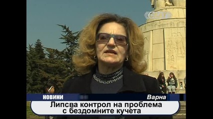 Увеличава се броя на бездомните кучета във Варна 