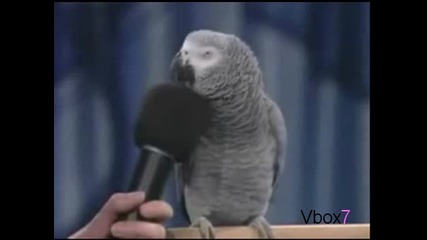 Говорещ Папагал