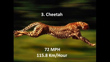 Топ 10 Най - бързите животни на света