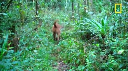 On Assignment: Poop-sniffing Dog Tracks Predators