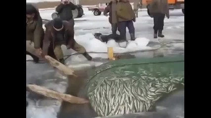 Тонове риба, вадени с камион - Камчатка Русия