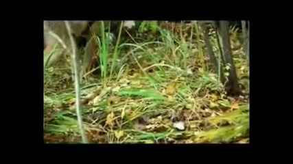 Wolves season (волчий сезон) Part 5 