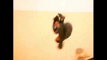 Little Freerun