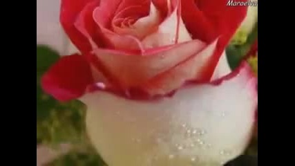 Tango Delle Rose... 