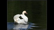 Richard Clayderman The Swan