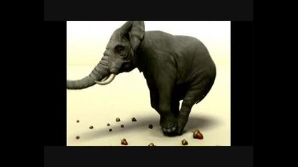 Elephant Jokes